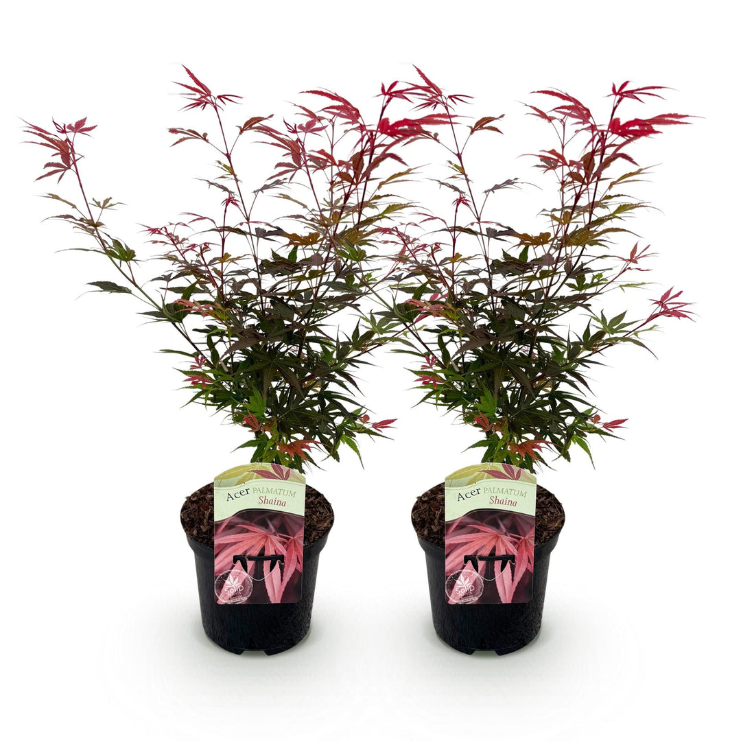 Set van 2 Japanse Esdoorn - Acer palmatum Shaina - Rood