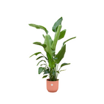 Load image into Gallery viewer, Strelitzia Nicolai inclusief elho Vibes Fold Round roze - 180 cm - Ø30
