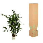 Load image into Gallery viewer, Caryota Mitis - 110 cm - Ø19cm
