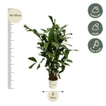 Load image into Gallery viewer, Caryota Mitis - 110 cm - Ø19cm
