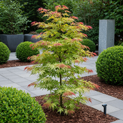 Set van 2 Japanse Esdoorn - Acer palmatum Phoenix - Roze