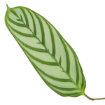 Load image into Gallery viewer, Calathea Compactstar - 90 cm - Ø21cm
