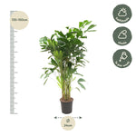 Load image into Gallery viewer, Caryota Mitis - 140 cm - ø24
