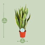 Load image into Gallery viewer, Sansevieria Trifasciata Laurentii - Ø14cm - ↕50cm
