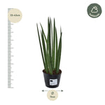 Load image into Gallery viewer, Sansevieria cylindrica &#39;Bacularis&#39; / Mikado  - 38 cm - ø10,5
