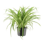Load image into Gallery viewer, STUDENT DEAL: Frisse Focus Pack – 3 luchtzuiverende planten voor op kot

