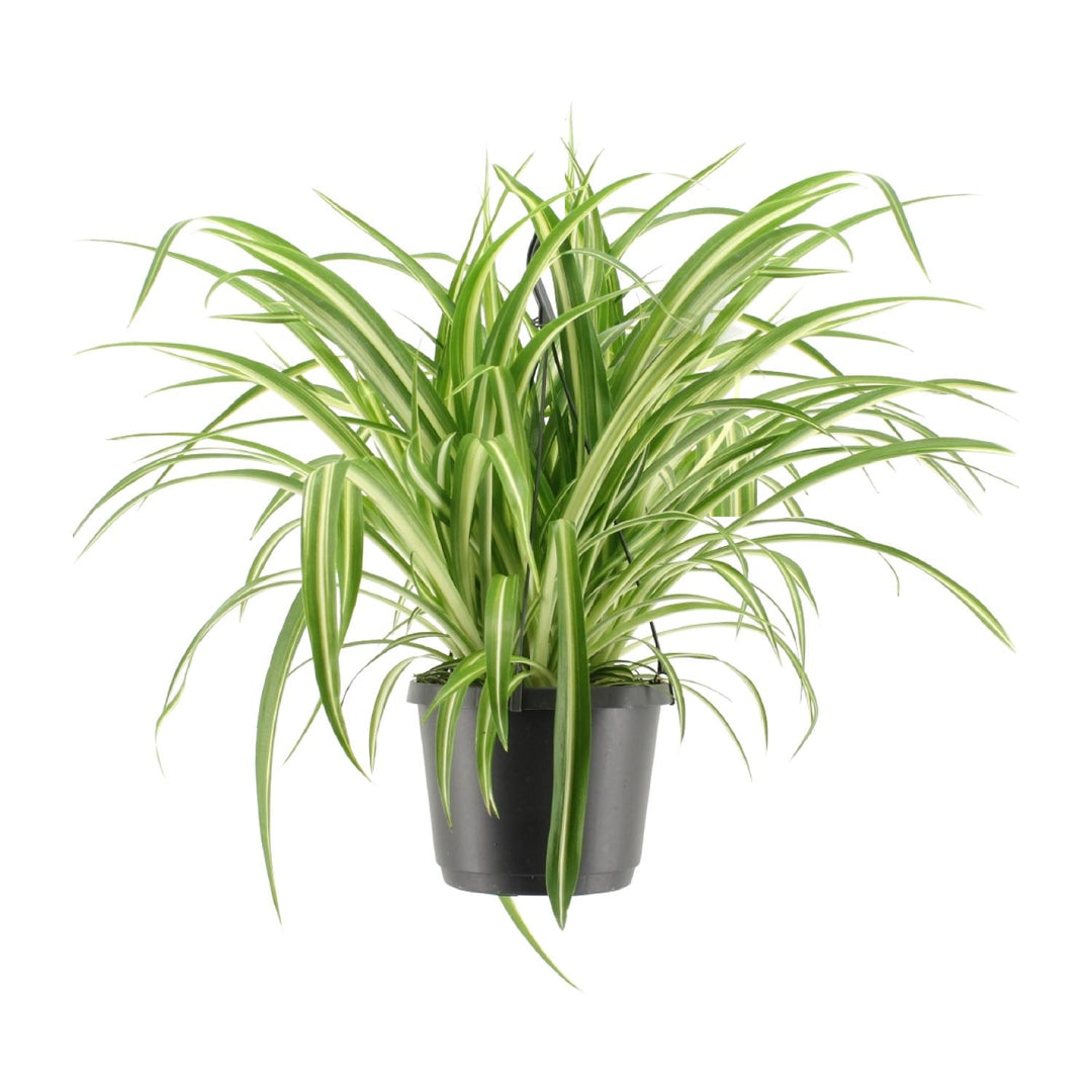 STUDENT DEAL: Frisse Focus Pack – 3 luchtzuiverende planten voor op kot