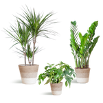 Load image into Gallery viewer, Schaduw Plantenbox - medium - met mand Lissabon wit
