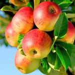 Load image into Gallery viewer, Malus Domestica Jonagold - Appelboom - Ø21cm - ↕90cm
