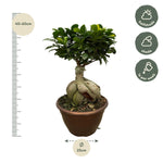 Load image into Gallery viewer, Ficus Microcarpa Ginseng - 50 cm - Ø25cm
