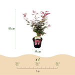 Load image into Gallery viewer, Set van 2 Japanse Esdoorn - Acer palmatum Shaina - Rood
