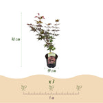 Load image into Gallery viewer, Set van 2 Japanse Esdoorn - Acer palmatum Atropurpureum - Paars
