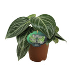 Load image into Gallery viewer, Peperomia Sarcophylla - Ø15cm - ↕25cm
