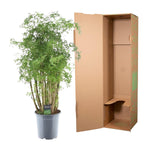 Load image into Gallery viewer, Polyscias Hawaiiana Ming - 90 cm - Ø24cm
