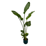 Load image into Gallery viewer, Strelitzia Nicolai inclusief elho Vibes Fold Round blauw - 100 cm - Ø18
