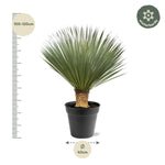 Load image into Gallery viewer, Yucca Rostrata - 100 - 120 cm - Ø40
