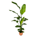 Load image into Gallery viewer, Strelitzia Nicolai inclusief elho Vibes Fold Round roze - 130 cm - Ø18
