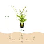 Load image into Gallery viewer, Set van 2 Japanse Esdoorn - Acer palmatum Summergold - Geel
