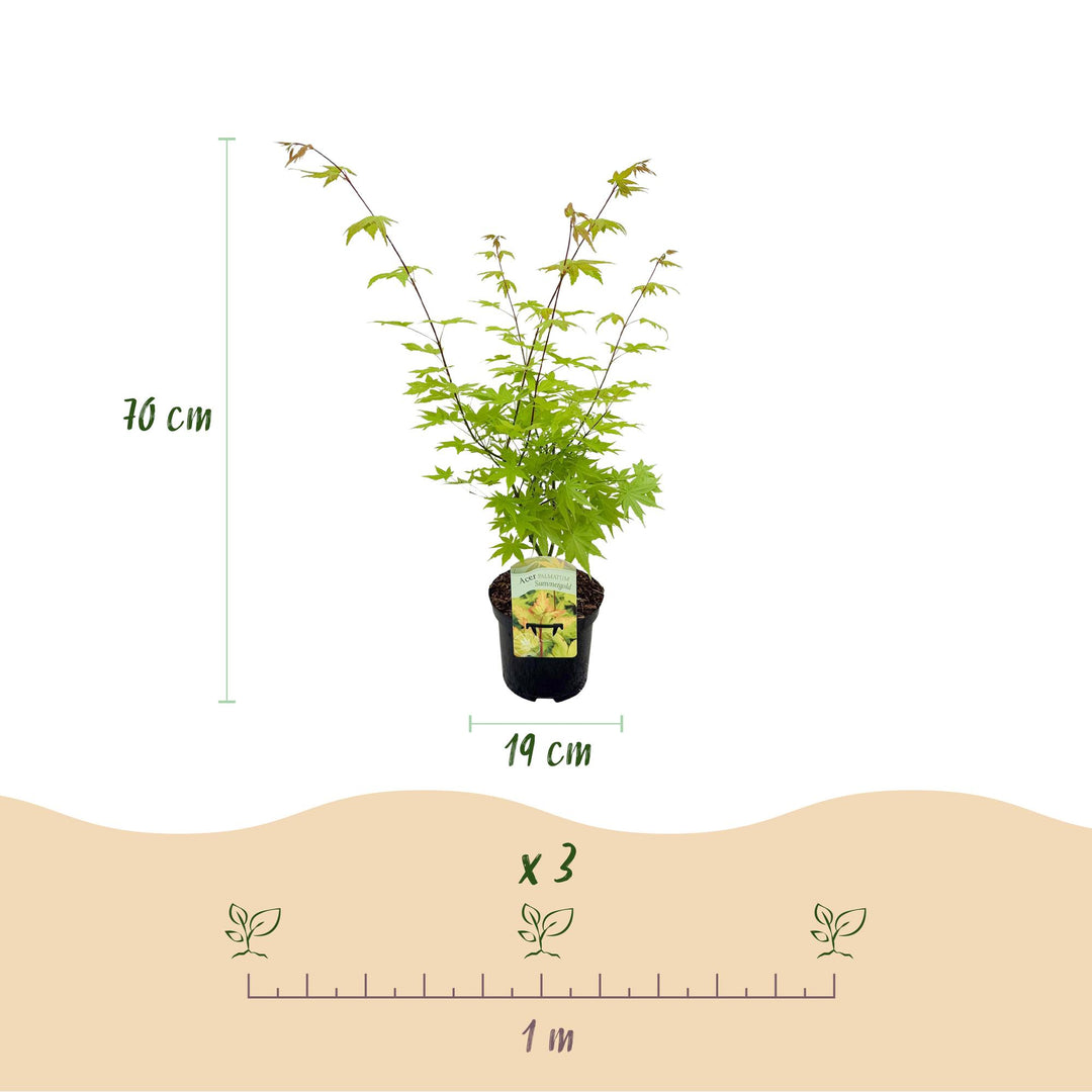 Set van 2 Japanse Esdoorn - Acer palmatum Summergold - Geel