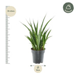 Load image into Gallery viewer, Sansevieria kirkii &#39;Friends&#39; - 38 cm - ø12
