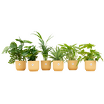 Load image into Gallery viewer, Verrassingsbox - 6 planten inclusief elho Vibes Fold Round Ø14 botergeel

