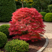 Set van 2 Japanse Esdoorn - Acer palmatum Shaina - Rood