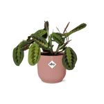 Load image into Gallery viewer, Maranta Leuconeura ‘Fascinator’ Tricolor incl. ELHO Vibes Fold 14cm roze
