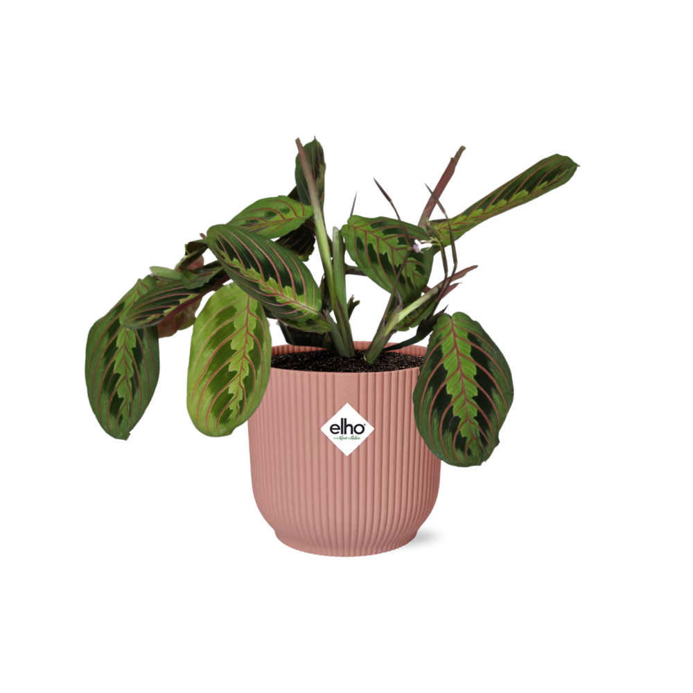 Maranta Leuconeura ‘Fascinator’ Tricolor incl. ELHO Vibes Fold 14cm roze