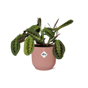 Maranta Leuconeura ‘Fascinator’ Tricolor incl. ELHO Vibes Fold 14cm roze