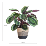 Load image into Gallery viewer, Calathea Medaillon met Lissabon mand zwart - 65cm - Ø19
