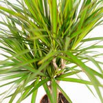 Load image into Gallery viewer, Dracaena Marginata - Ø21cm - ↕120cm
