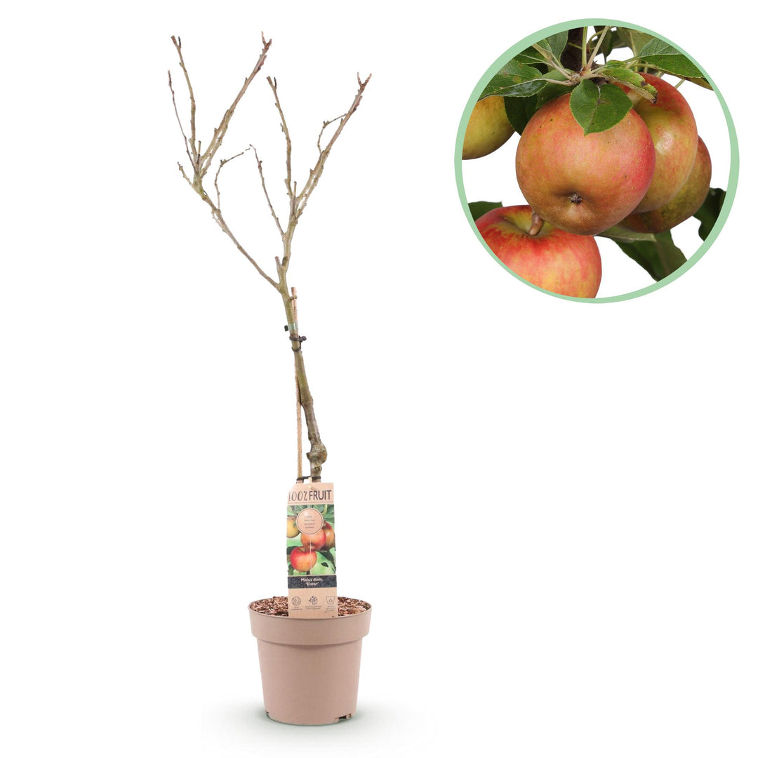 Malus Domestica Elstar - Appelboom - Ø21cm - ↕90cm