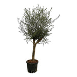 Load image into Gallery viewer, Olea Lorc - 200 cm - Ø45cm
