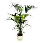 Load image into Gallery viewer, Kentia palm inclusief elho Greenville Round wit - 160cm - Ø30
