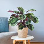 Load image into Gallery viewer, Calathea Medaillon met Sofia mand naturel - 65cm - Ø19
