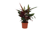 Load image into Gallery viewer, Calathea Stripestar - 40 cm - Ø12cm
