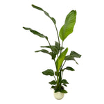Load image into Gallery viewer, Strelitzia Nicolai inclusief elho Vibes Fold Round wit - 130 cm - Ø18
