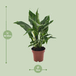 Load image into Gallery viewer, Spathiphyllum Diamond - Ø12cm - ↕40cm

