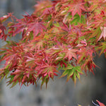Load image into Gallery viewer, Set van 2 Japanse Esdoorn - Acer palmatum Beni Maiko - Rood
