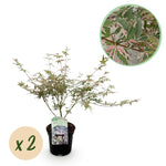 Load image into Gallery viewer, Set van 2 Japanse Esdoorn - Acer palmatum Iyoshi - Roze

