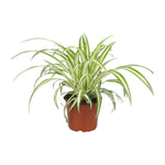 Load image into Gallery viewer, Chlorophytum - Ø12cm - ↕25cm
