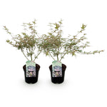 Load image into Gallery viewer, Set van 2 Japanse Esdoorn - Acer palmatum Iyoshi - Roze
