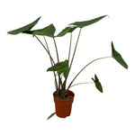 Load image into Gallery viewer, Alocasia Zebrina - 80 cm - Ø21cm
