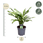 Load image into Gallery viewer, Aglaonema Juliette - 40 cm - ø12
