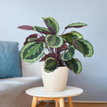 Load image into Gallery viewer, Calathea Medaillon met Viber wit - 65cm - Ø19
