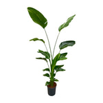 Load image into Gallery viewer, Strelitzia Nicolai - Ø27cm - ↕170cm

