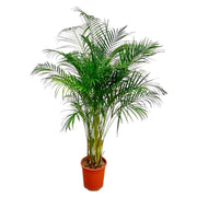 Areca Palm - Ø27cm - ↕180cm
