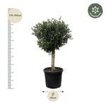 Load image into Gallery viewer, Olea Europaea Lorc - 180cm- Ø50
