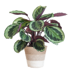 Load image into Gallery viewer, Calathea Medaillon met Lissabon mand wit - 65cm - Ø19
