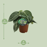 Load image into Gallery viewer, Peperomia Sarcophylla - Ø15cm - ↕25cm
